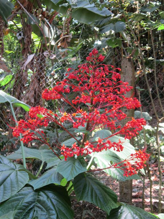 Hotel El Paraiso Escondido - Costa Rica Jacó Екстериор снимка